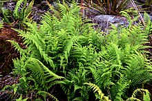 Paesia scaberula in Auckland Botanic Gardens 01.jpg