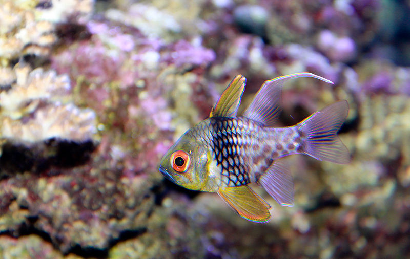 File:Pajama cardinal fish Sphaeramia nematoptera.jpg