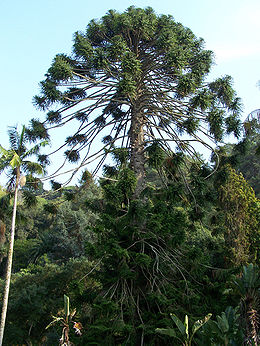Araukáriafenyő (Araucaria bidwillii) a Montserrat-palota parkjában (Portugália, Sintra)