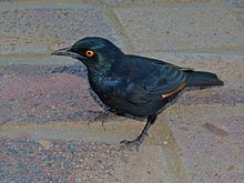 Rufipenne nabouroup (Parc national des Chutes d'Augrabies, Afrique du Sud)