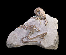 Palaeolagus haydeni