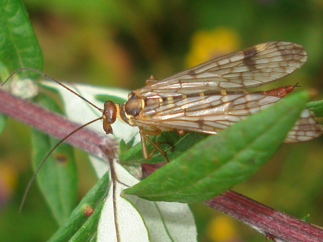 Panorpa cognata