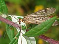 Panorpa cognata (female)