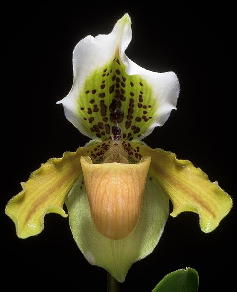 File:Paphiopedilum exul (Ridl.) Rolfe, Orchid Rev. 4- 364 (1896) (34131288411) - cropped.jpg