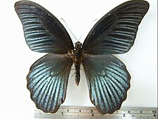 P. m. heronus male Papilio memnon heronus01.JPG