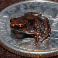 Paratype of Paedophryne amauensis (LSUMZ 95004).png