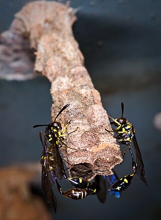 <i>Parischnogaster alternata</i> Species of wasp