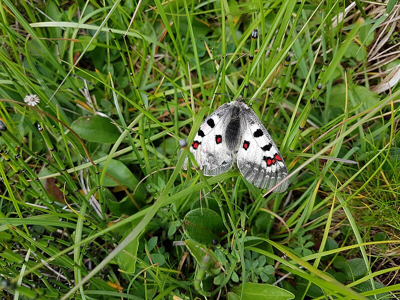 File:Parnassius phoebus in Val Schmorras, Switzerland.jpg