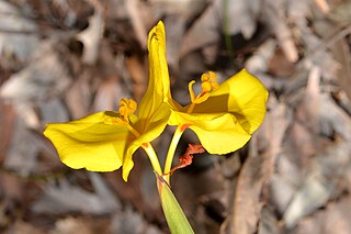 <i>Patersonia umbrosa</i> Species of flowering plant
