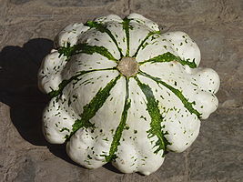 Pattypan squash