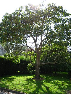 <i>Paulownia</i> Genus of flowering plants in the family Paulowniaceae