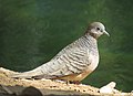 Peaceful Dove (Geopelia placida).jpg