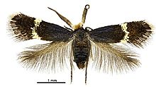 Pectinivalva minotaurus male.jpg