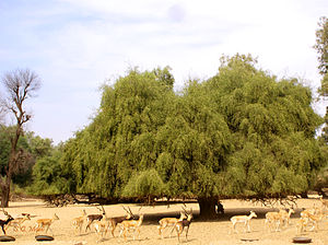 Toothbrush tree (Salvadora persica)