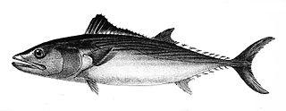 <i>Sarda chiliensis</i> species of fish