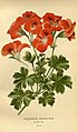 Pelargonium grandiflorum pl 57.jpg