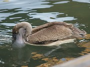 Pelicanus occidentalis