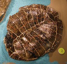 Peltochelys duchasteli.jpg