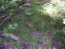 A colony of Pennsylvania sedge in the Morton Arboretum Pennsylvania Sedge or Common Oak Sedge (Carex pensylvanica) in East Woods of the Morton Arboretum - Flickr - Jay Sturner.jpg