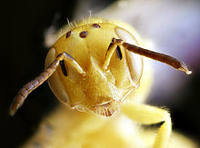 Пердита лютеола, әйел, бет 2012-08-01-16.02.40 ZS PMax.jpg