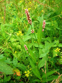 (Persicaria maculosa)