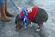 Cochon utilisé comme animal de compagnie.