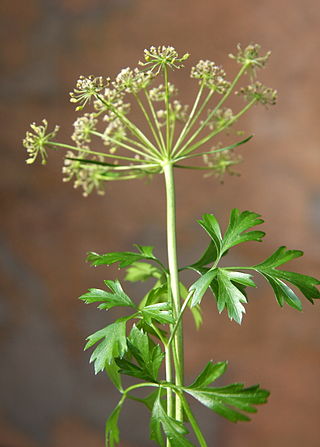 <span class="mw-page-title-main">Parsley</span> Species of flowering plant in the celery family Apiaceae cultivated as an herb