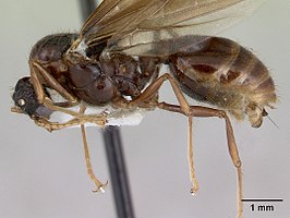 Pheidole fimbriata