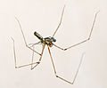 صورة مصغرة لـ عنكبوت الأقباء طويل الجسد