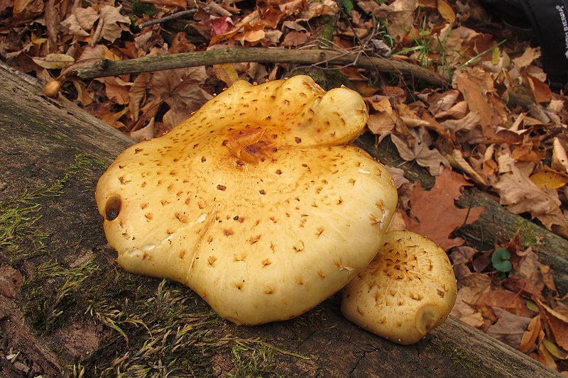 File:Pholiota aurivella 13067741.jpg