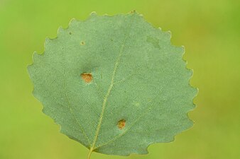 Phyllocoptes populi on Populus tremula