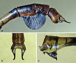 Phyllogomphus selysi