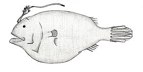 Phyllorhinichthys balushkini.jpg