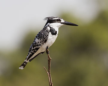 Pied kingfisher