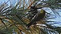 Pine Warbler (8468748166).jpg