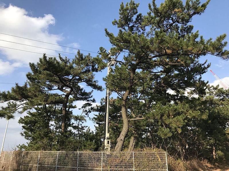 File:Pine trees near Shimonoseki City Toyoura Hospital.jpg