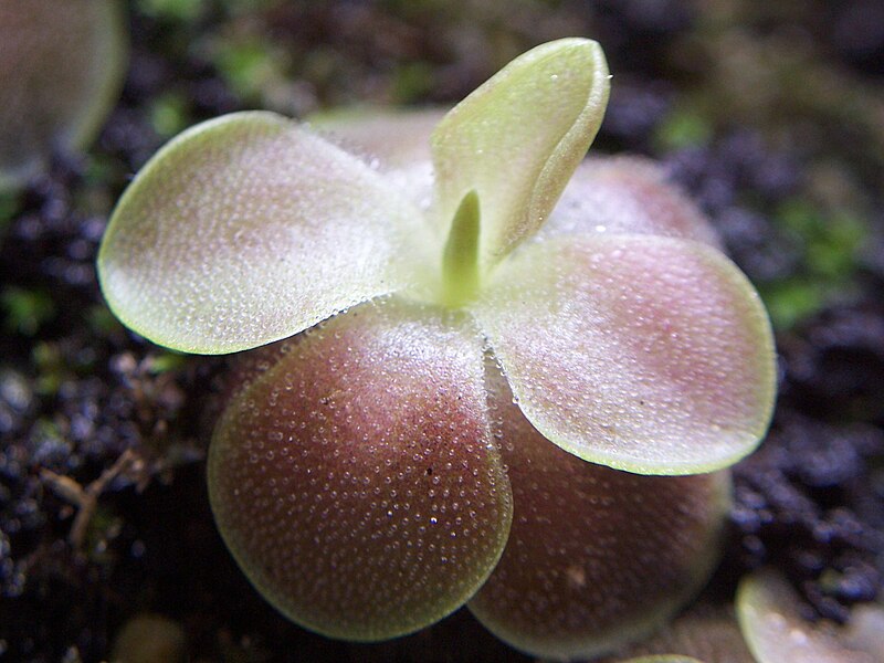 File:Pinguicula 'Sethos'.JPG