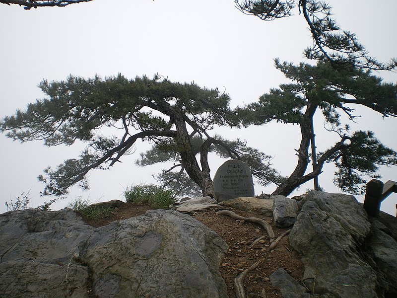 File:Pinus hwangshanensis Lushan 2.jpg