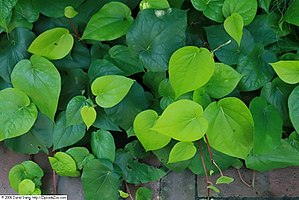 Domesticated Plants And Animals Of Austronesia