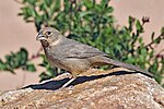 Thumbnail for Canyon towhee