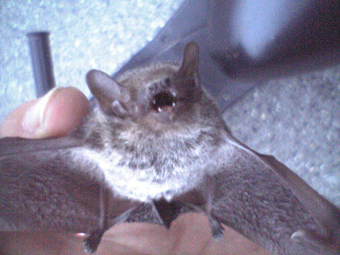 File:Pipistrellus abramus.jpg