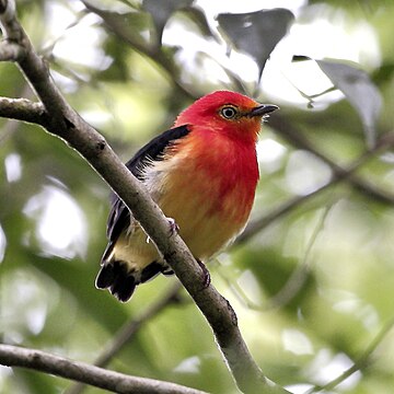 File:Pipra fasciicauda - Band-tailed manakin (male).JPG