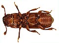 Pityophagus ferrugineus