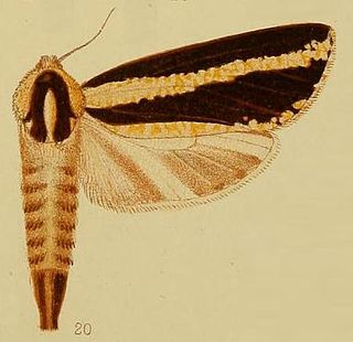 <i>Azygophleps atrifasciata</i> Species of moth