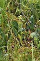 Platanthera clavellata