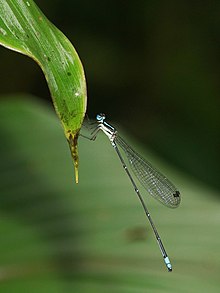 Platycnemididae-Kadavoor-2018-08-16-001.jpg