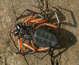 <span class="mw-page-title-main">Trochanteriidae</span> Family of spiders