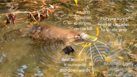 Platypus - Wikipedia