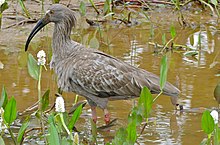 Ibis Plumbeous (Theristicus caerulescens) (27217387604) .jpg