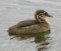 Podiceps grisegena -chick in Alaska-6-4c.jpg